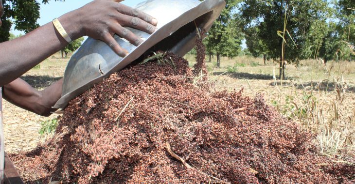Koudougou :  Les producteurs remercient le ciel, les greniers seront remplis