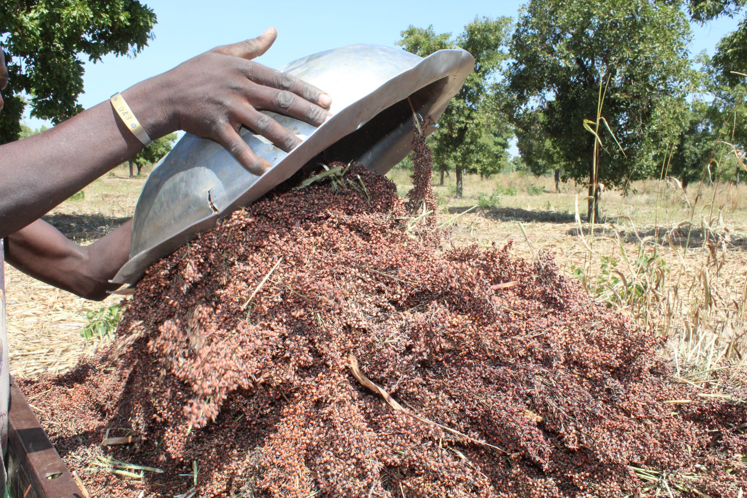 Koudougou :  Les producteurs remercient le ciel, les greniers seront remplis