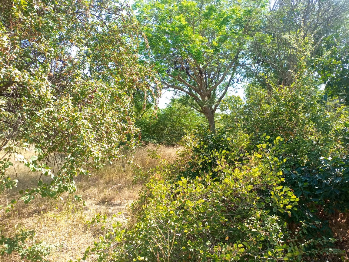 A Koupéla, le bosquet communal qui fait barrière à la désertification