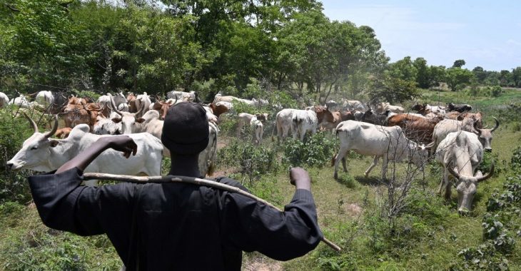 Burkina : L’intoxication au plastique menace l’élevage
