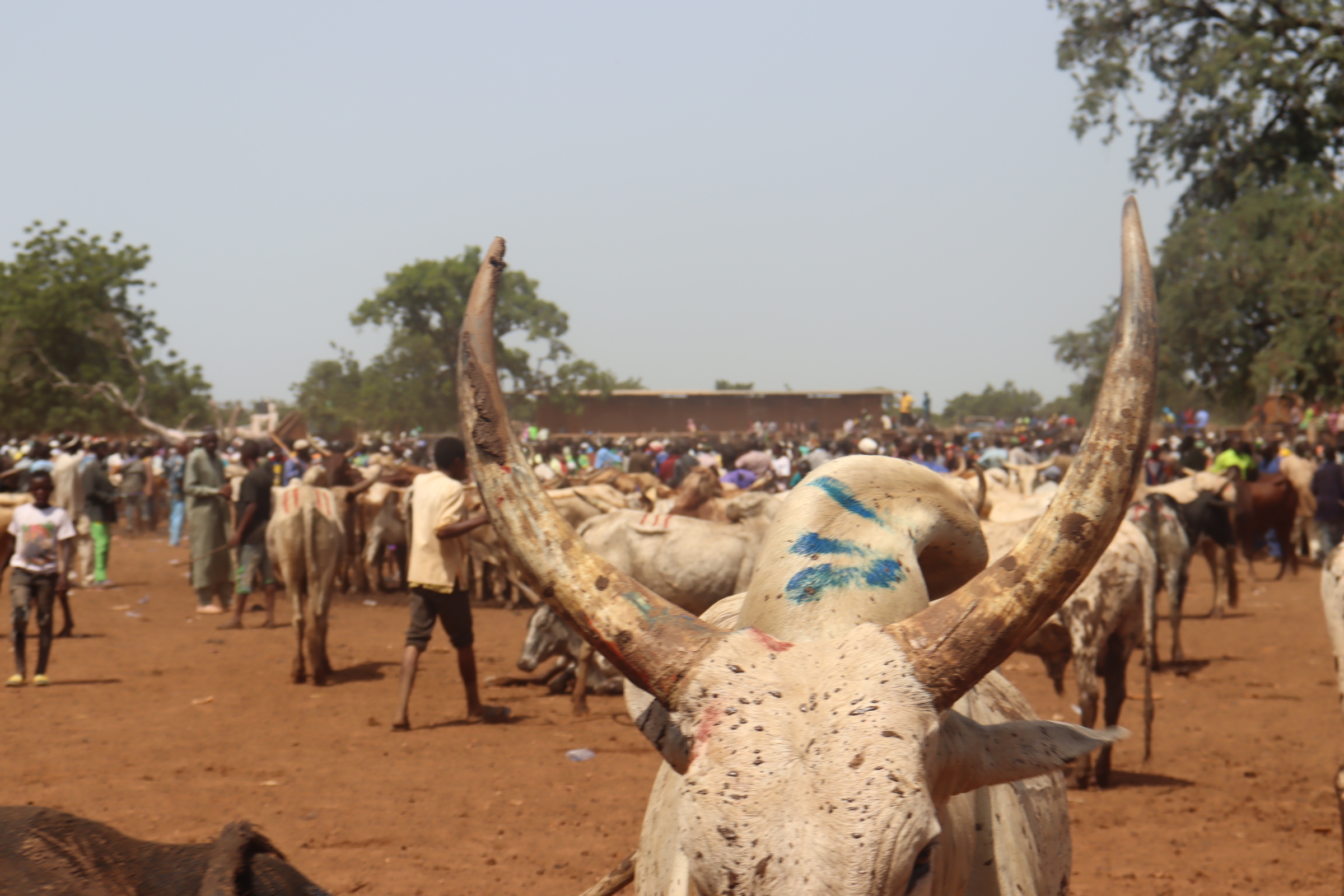 Burkina: A Fada, le marché à bétail à l’épreuve des bruits de canons