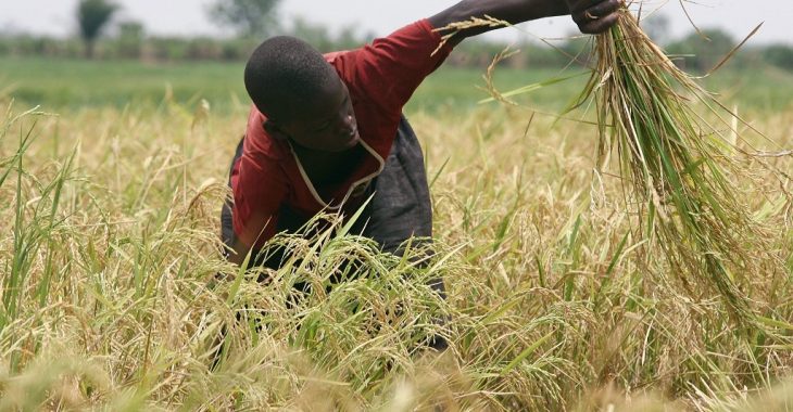 Pourquoi le Burkina Faso importe encore le riz