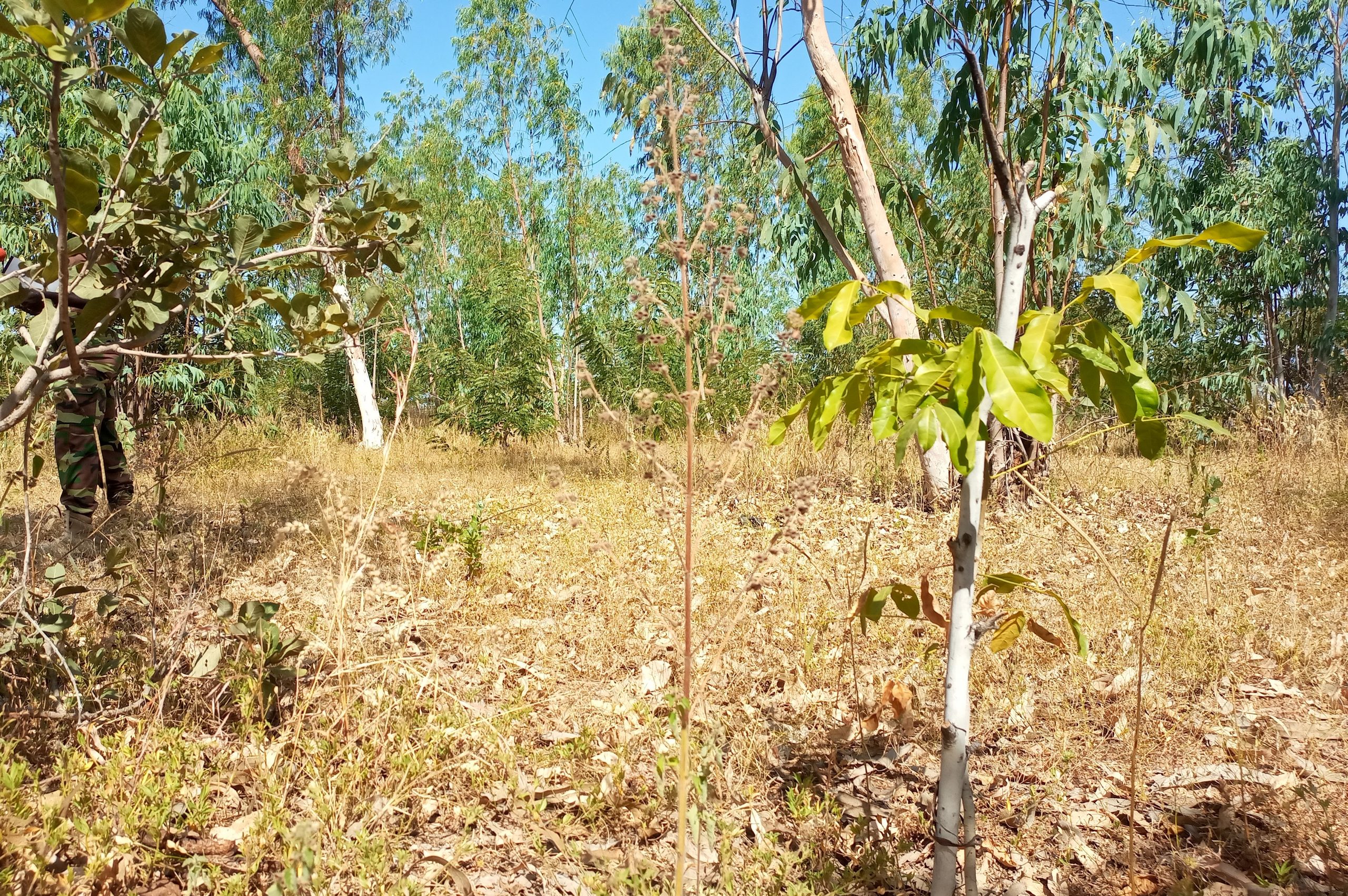 <strong>Koupéla : le bosquet de Garibou Barry, la muraille verte contre l’avancée du désert</strong>