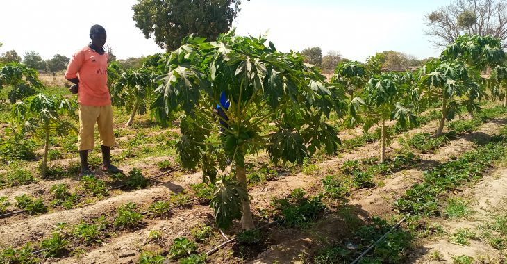 Les pesticides menacent les micro-organismes
