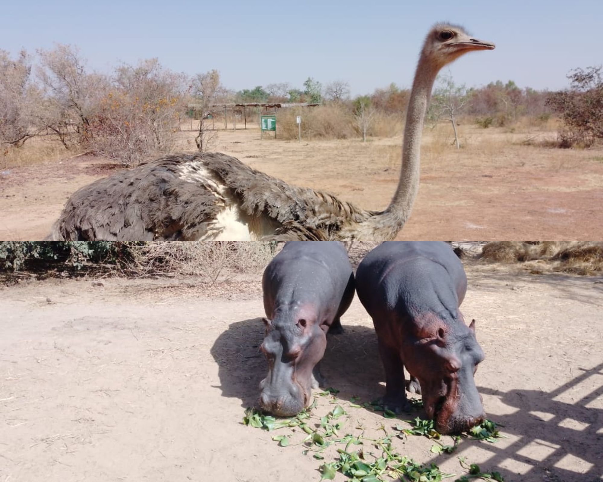 Ziniaré: Le sanctuaire animalier n’est plus ce qu’il était