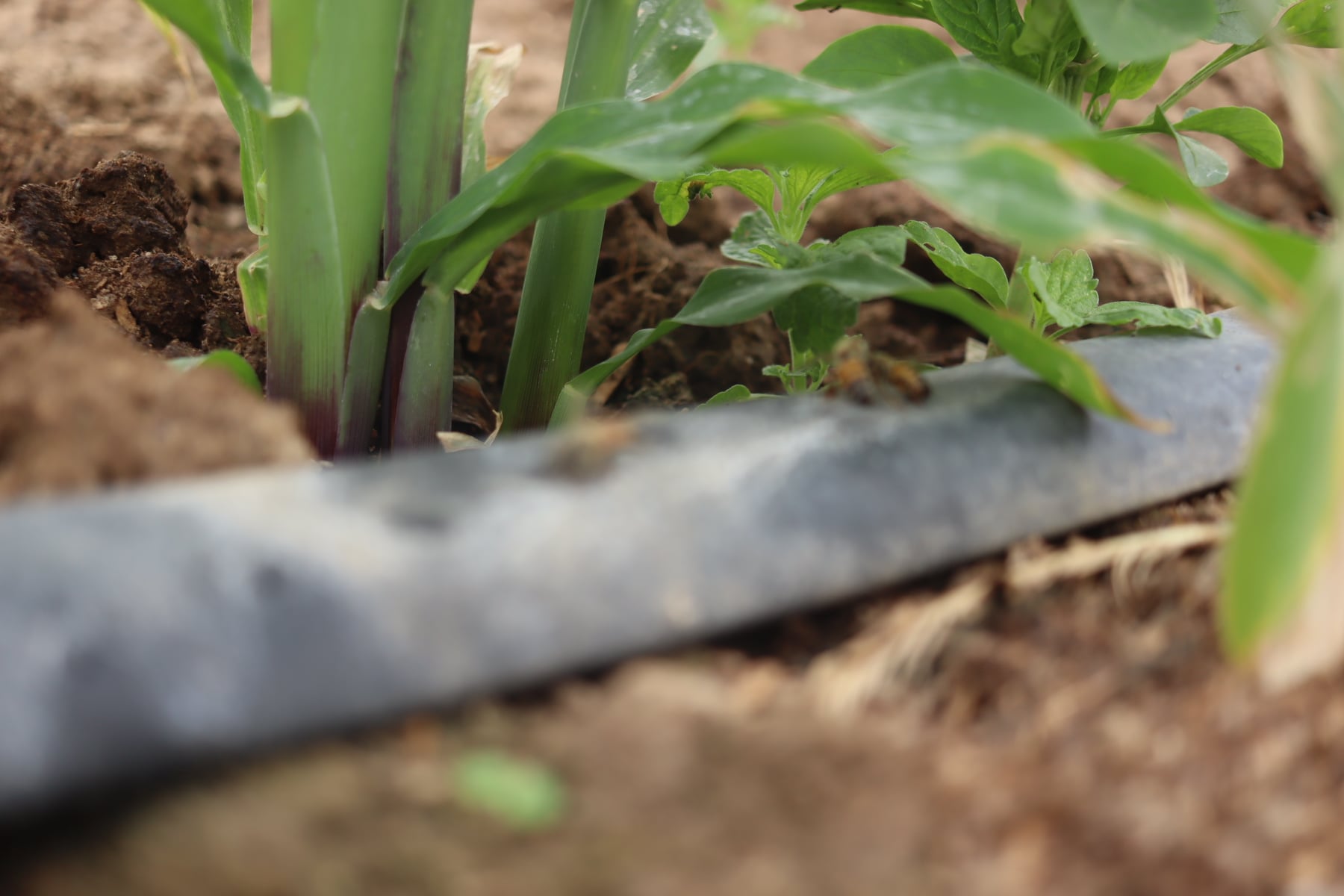 L’irrigation goutte-à-goutte, l’alternative aux aléas climatiques