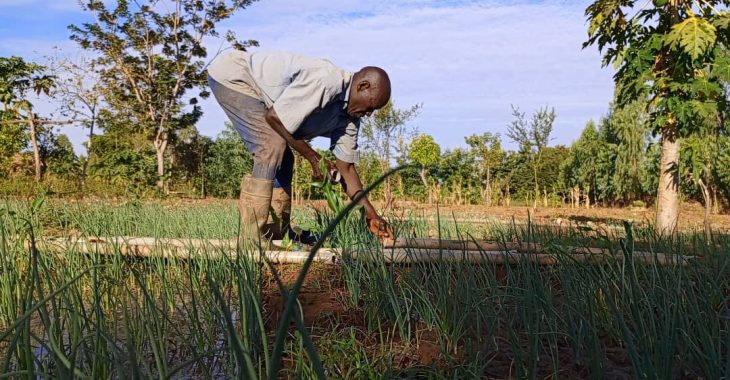 <strong>Ouahigouya : la production maraîchage, ciment de la cohésion sociale</strong>