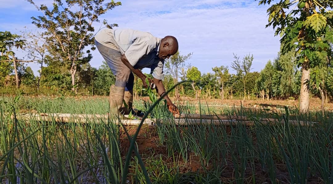 <strong>Ouahigouya : la production maraîchage, ciment de la cohésion sociale</strong>