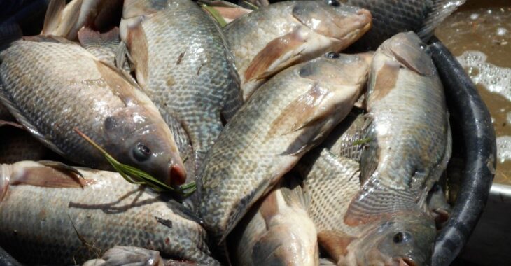 Burkina Faso : La consommation du poisson du barrage de Poa déconseillée