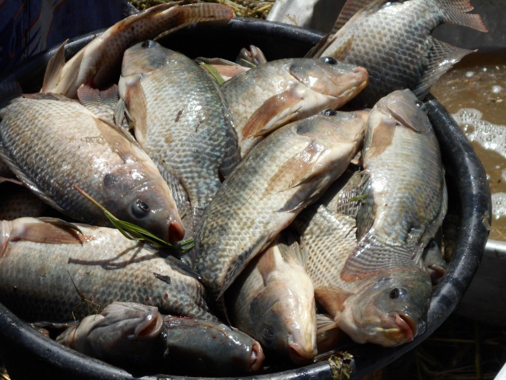 Burkina Faso : La consommation du poisson du barrage de Poa déconseillée