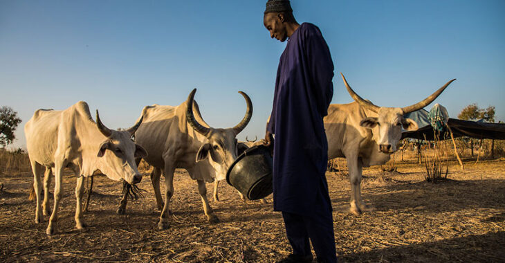 Burkina Faso : les difficultés des éleveurs face aux changements climatiques