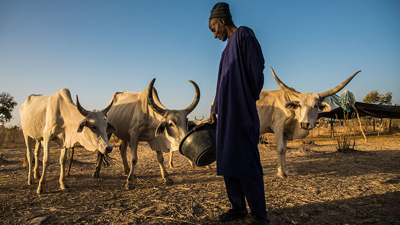 Burkina Faso : les difficultés des éleveurs face aux changements climatiques