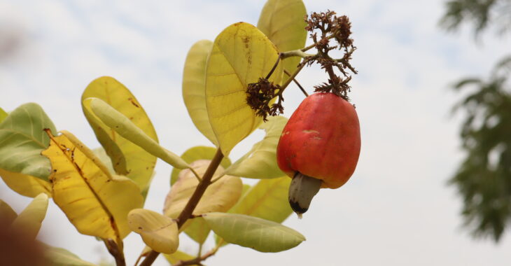 Burkina Faso: l'insécurité compromet le marché de l'anacarde