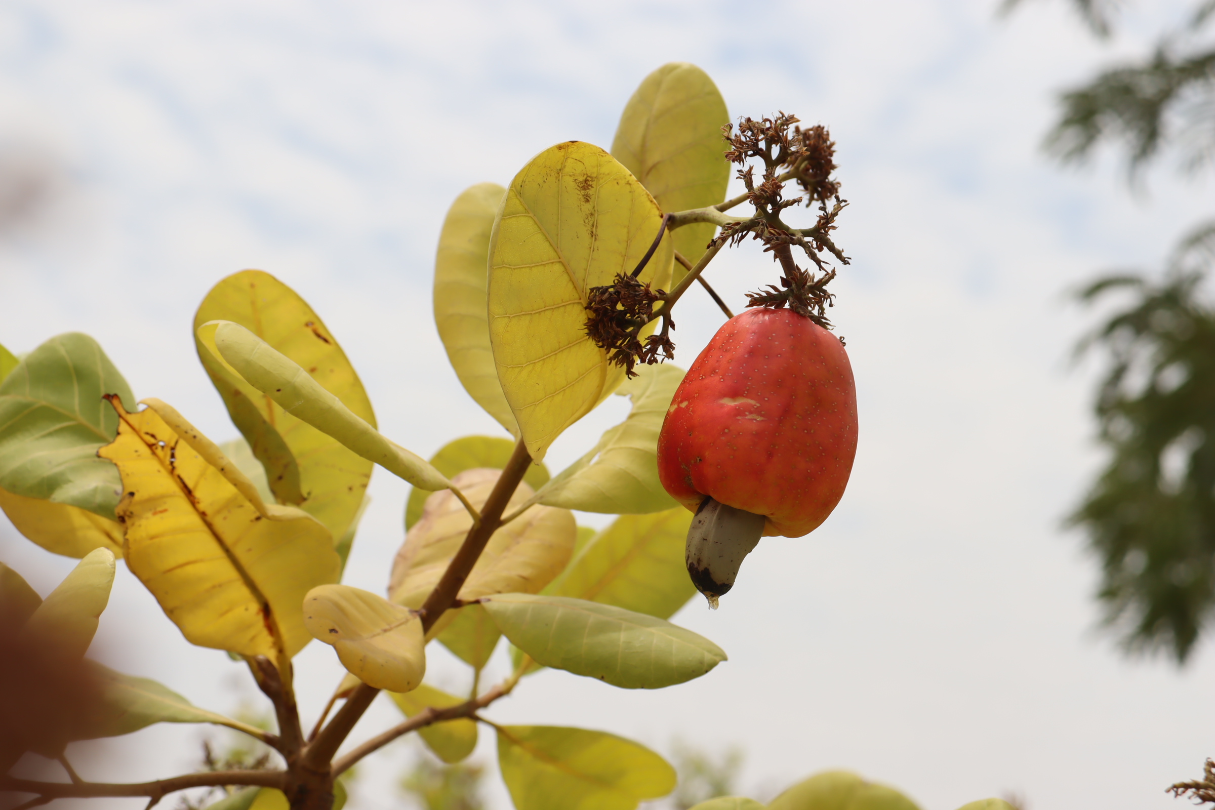 Burkina Faso: l’insécurité compromet le marché de l’anacarde