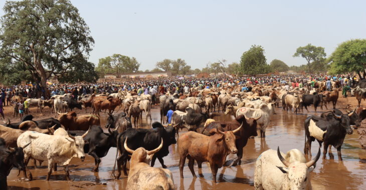 Changement climatique : A Fada N’Gourma, des animaux meurent par manque d'eau et de pâturages