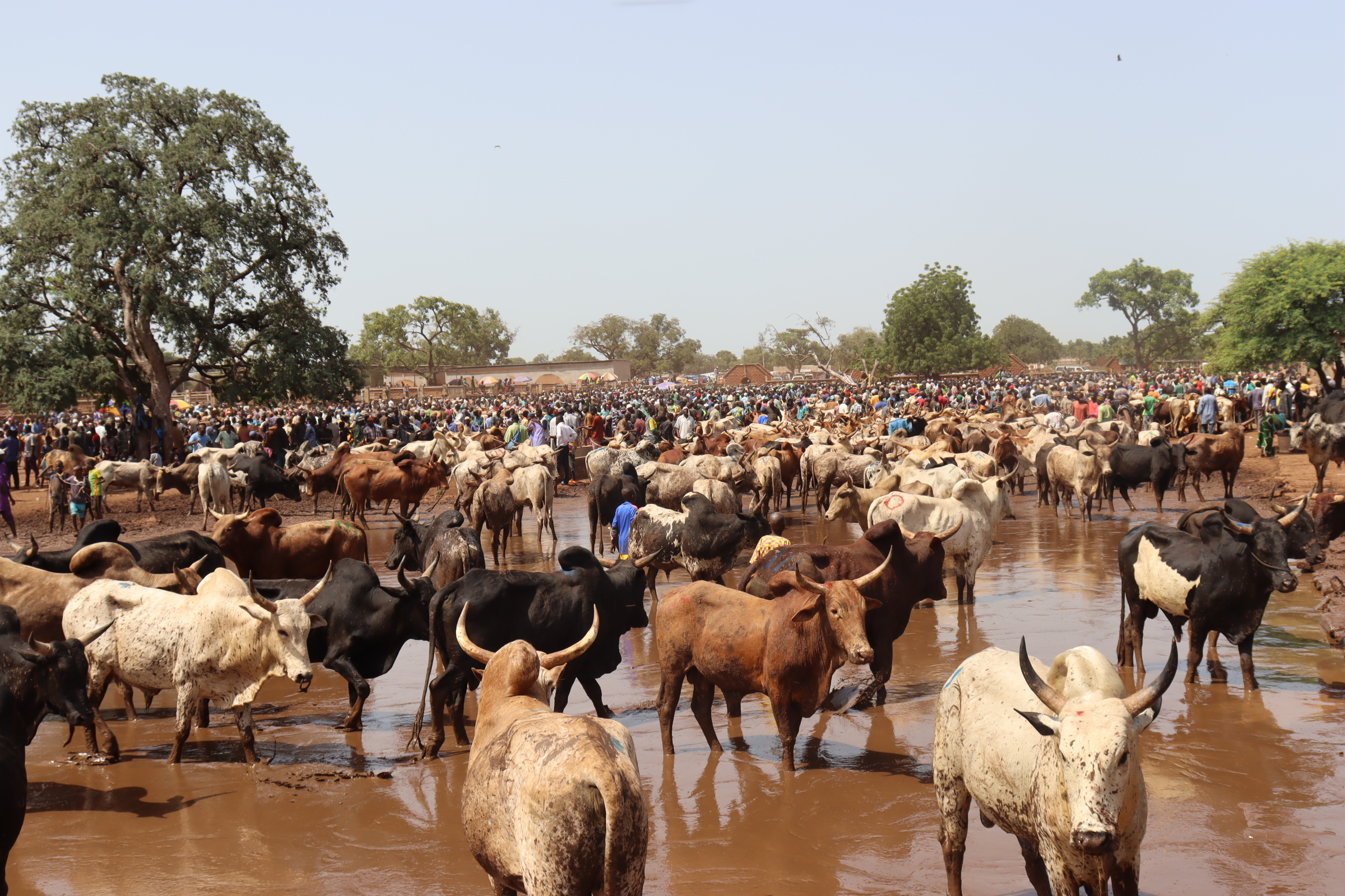 Changement climatique : A Fada N’Gourma, des animaux meurent par manque d’eau et de pâturages