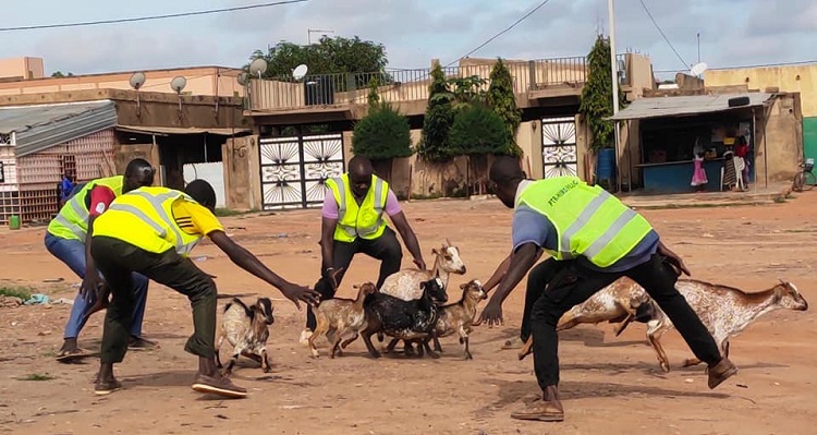 La divagation des animaux en milieu urbain