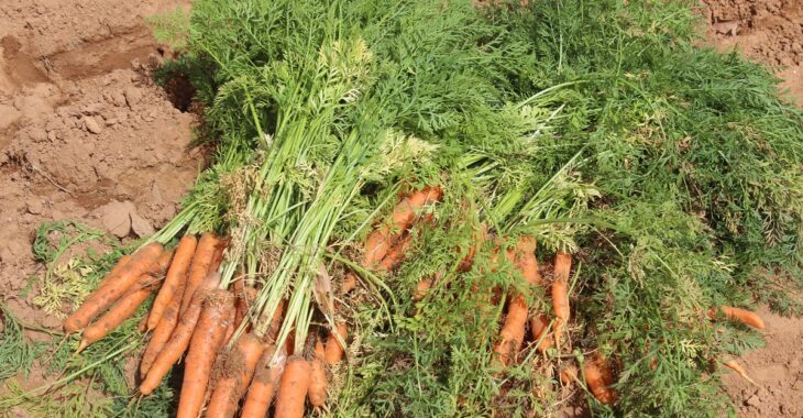 Burkina Faso: la carotte à la recherche d'un marché