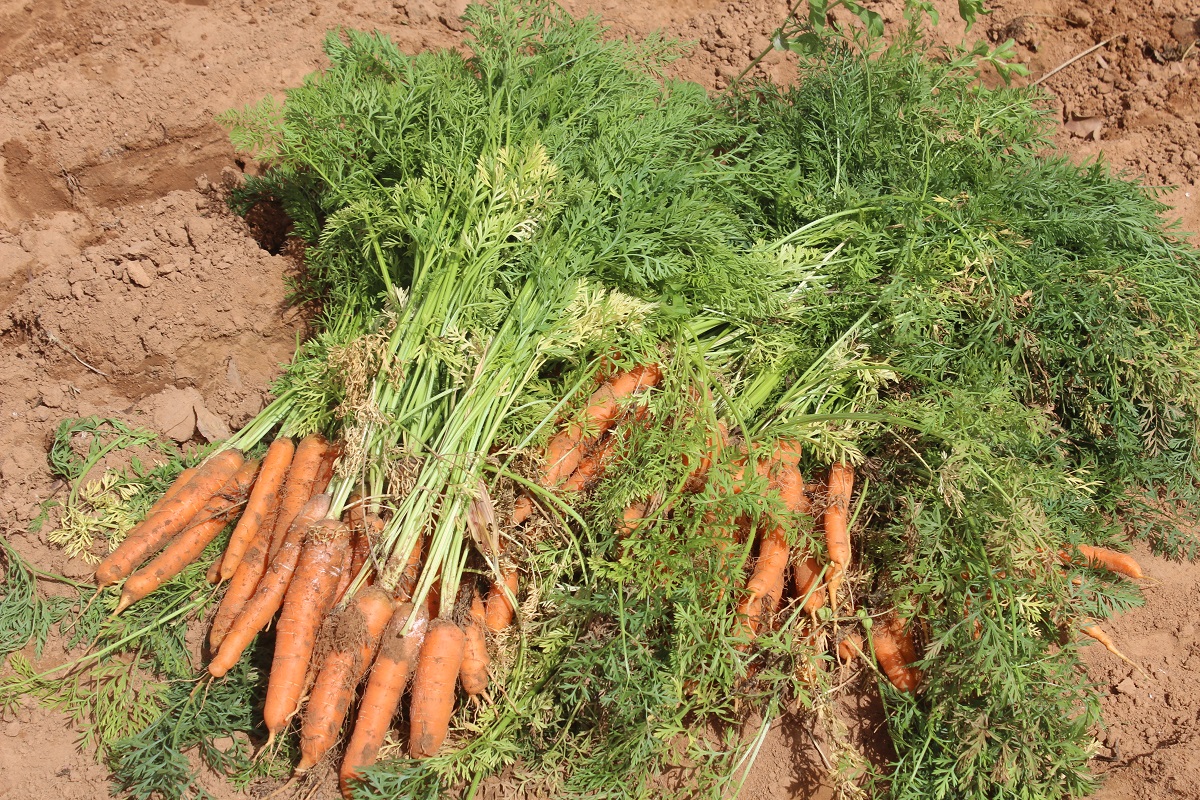 Burkina Faso: la carotte à la recherche d’un marché