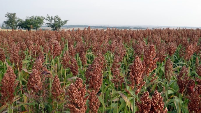 Burkina Faso: le sorgho, alternative aux changements climatiques