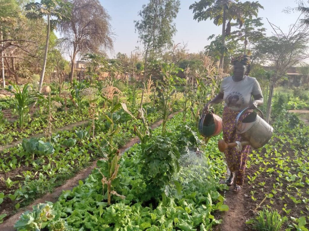 Maraîchage à Ouagadougou : ces femmes âgées aux mains vertes 3