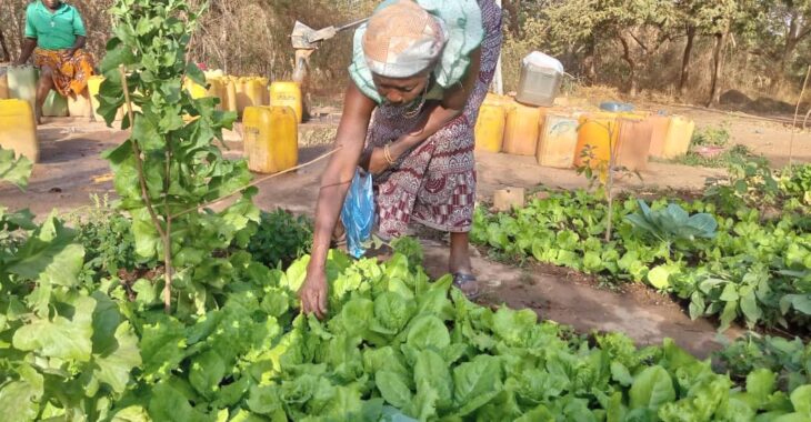Maraîchage à Ouagadougou : ces femmes âgées aux mains vertes