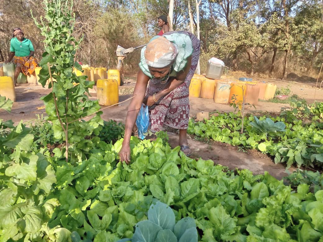 Maraîchage à Ouagadougou : ces femmes âgées aux mains vertes