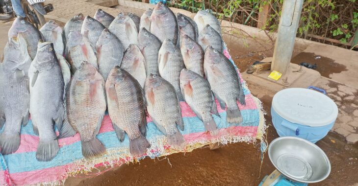 Poisson vendu aux abords des routes: un risque sanitaire dans les assiettes
