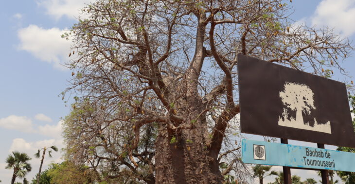 Burkina : A l'ombre du mystérieux baobab de Toumousseni