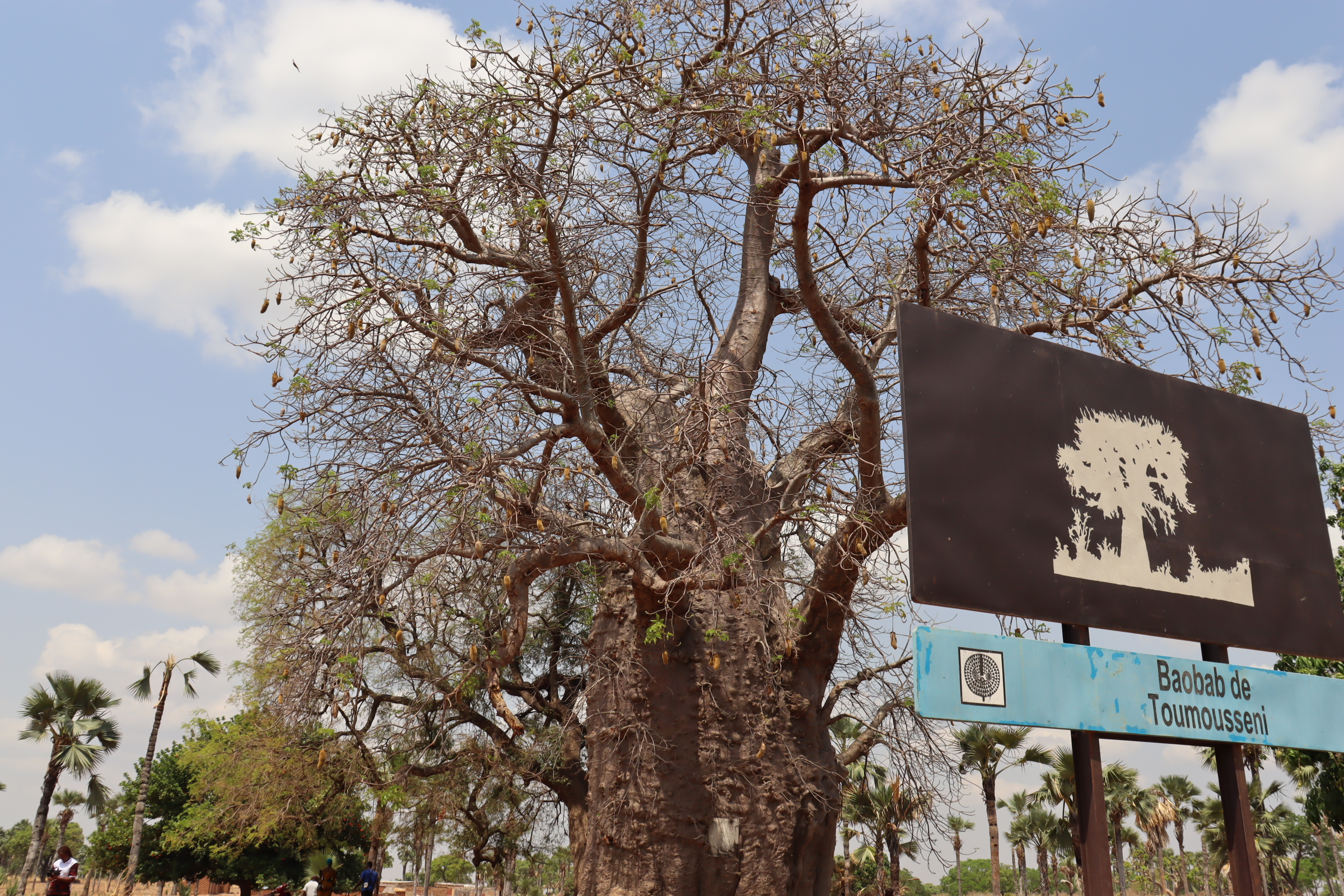 Burkina : A l’ombre du mystérieux baobab de Toumousseni