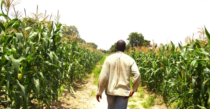 A Baré, sur les traces de Kabaco, nouvelle variété de maïs