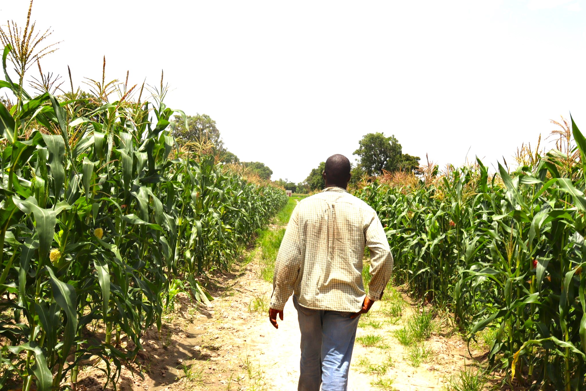 A Baré, sur les traces de Kabaco, nouvelle variété de maïs