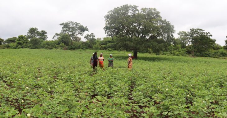 Province du Tuy: l'or blanc scintille au féminin