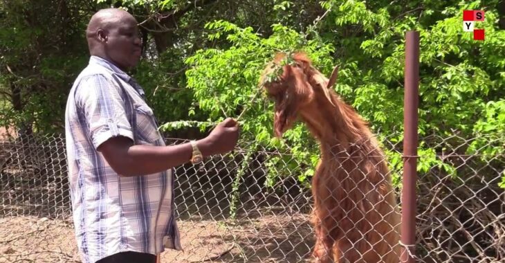 Nouveau souffle pour les animaux sauvages de Ziniaré