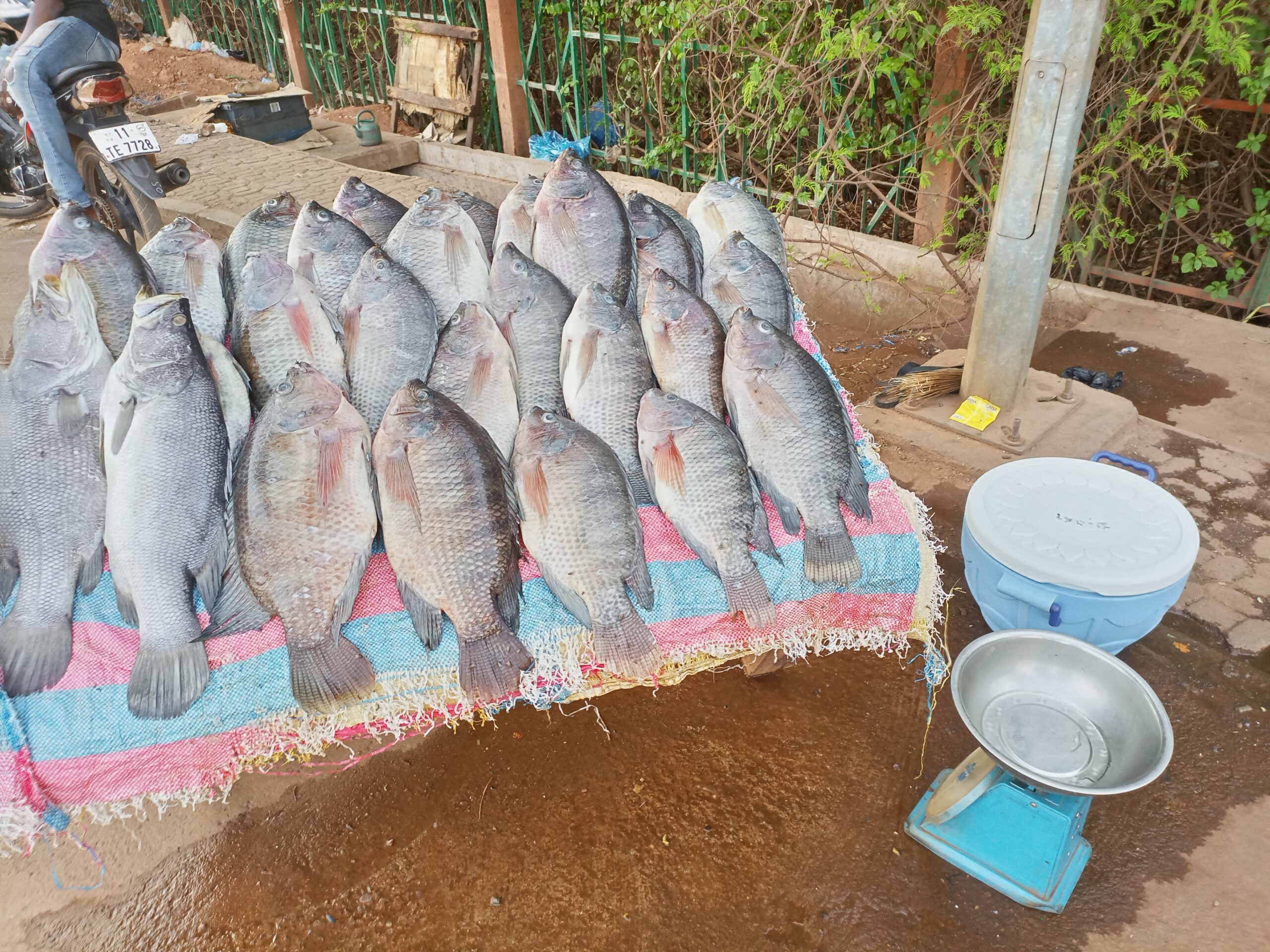 Ouagadougou, le poisson aux abords de la route, prisé mais souvent mal conservé