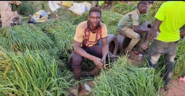 Aliments pour bétail : résidus de céréales de l’herbe, un business saisonnier à Ouaga