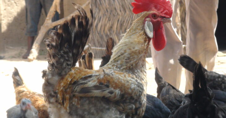 Le poulet local, une espèce en perte de vitesse