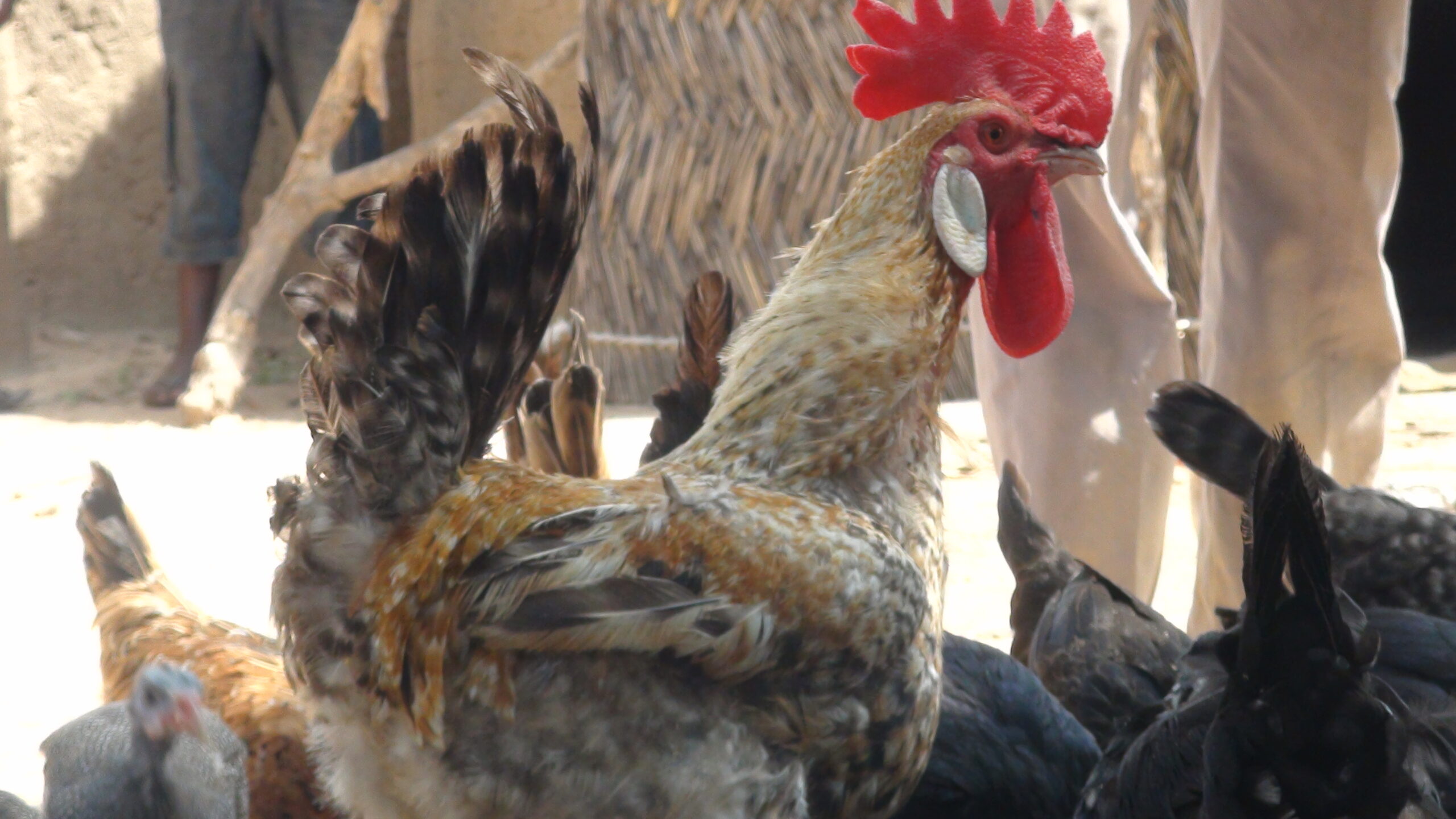 Le poulet local, une espèce en perte de vitesse