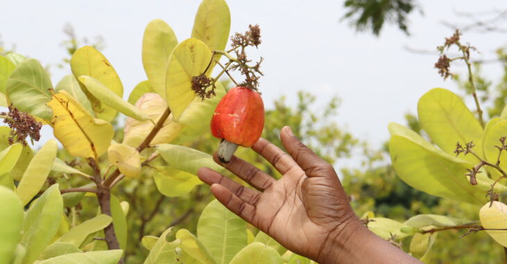 l'anacarde, une noix d'or pour des agriculteurs du Burkina