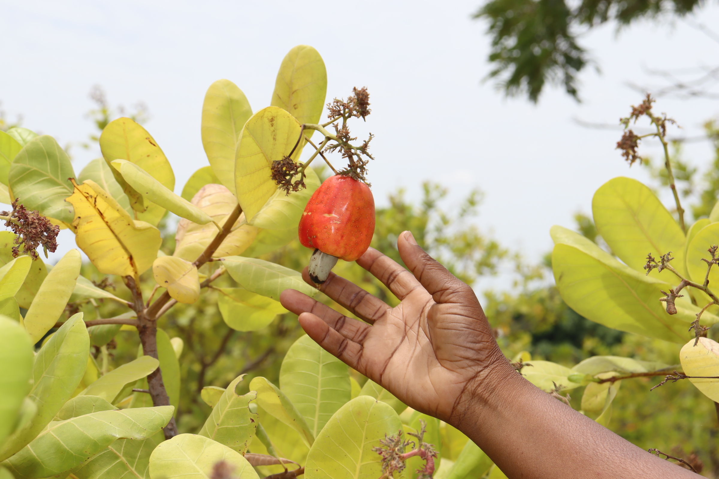 l’anacarde, une noix d’or pour des agriculteurs du Burkina