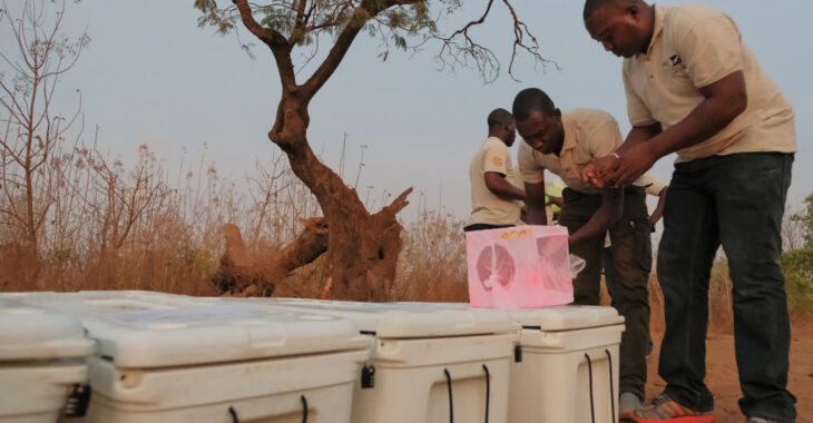 Le projet Target Malaria pour réduire la transmission du paludisme