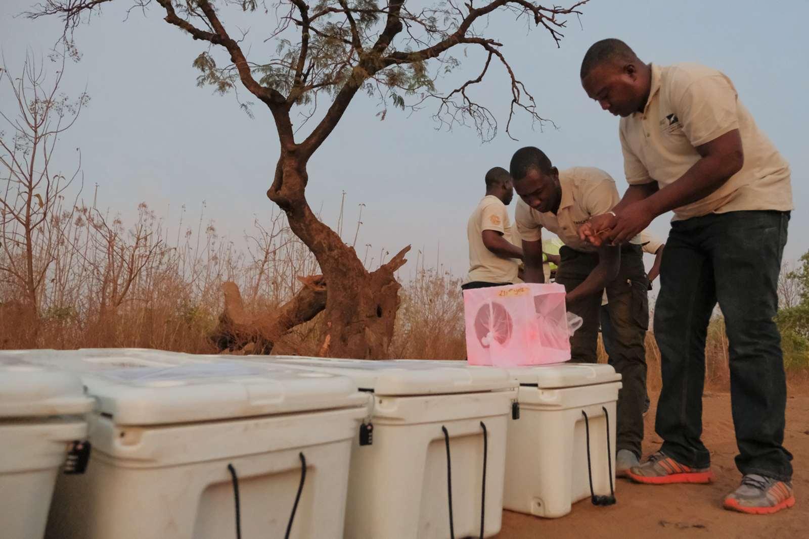 Le projet Target Malaria pour réduire la transmission du paludisme