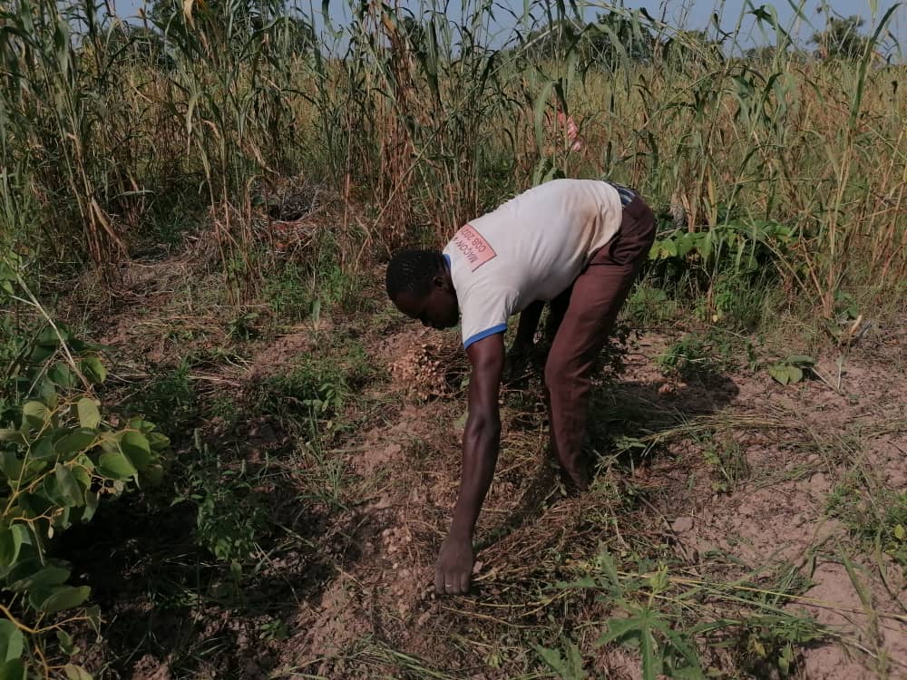 Saison agricole: Dans l’attente de la moisson dans les champs de Boromo