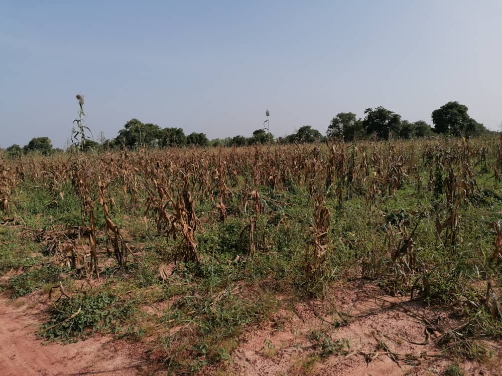 Invasion des éléphants dans les champs à Ouroubonon: une grosse épine dans les pieds des cultivateurs