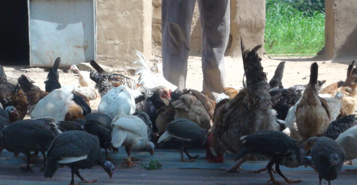 Burkina: Quand le poulet bicyclette perd les pédales