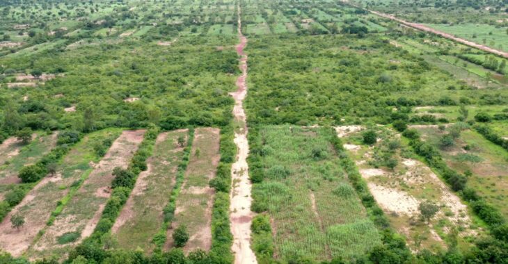 Fertilisant naturel : le bocage sahélien, un gain pour l'homme et la nature