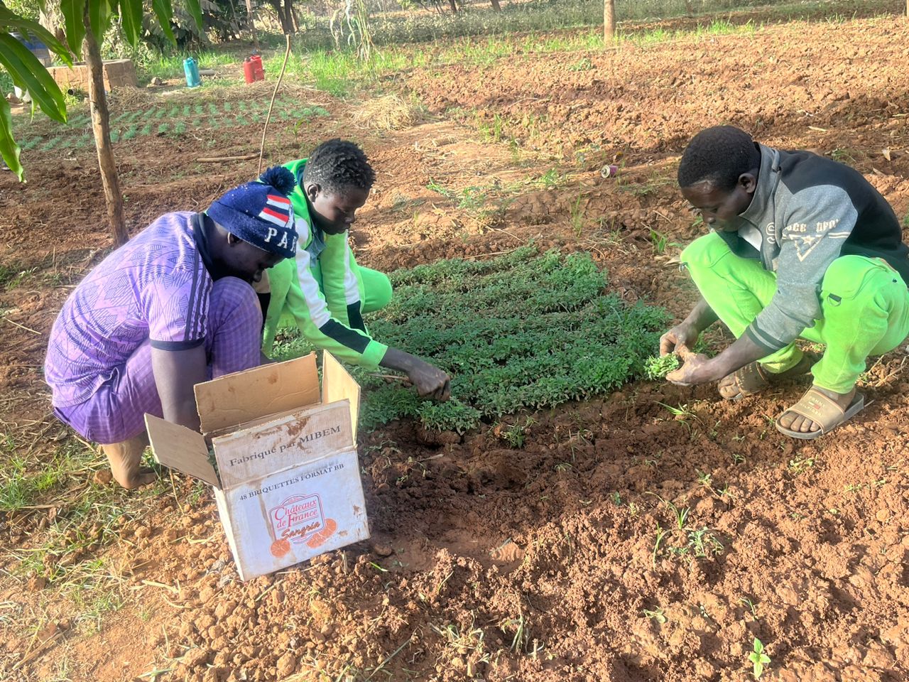 Kongoussi: Des déplacés internes cultivent dans le jardin d’autrui pour leur propre compte