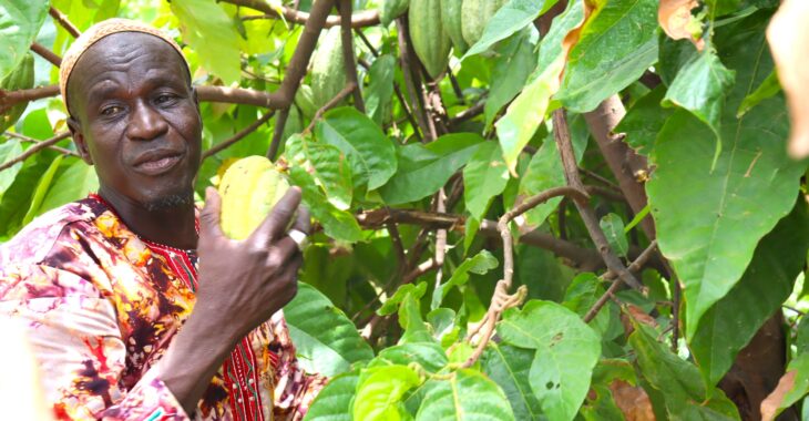 Deux ans après, retour dans la plantation du  «fou » qui veut faire du Burkina un pays producteur de cacao