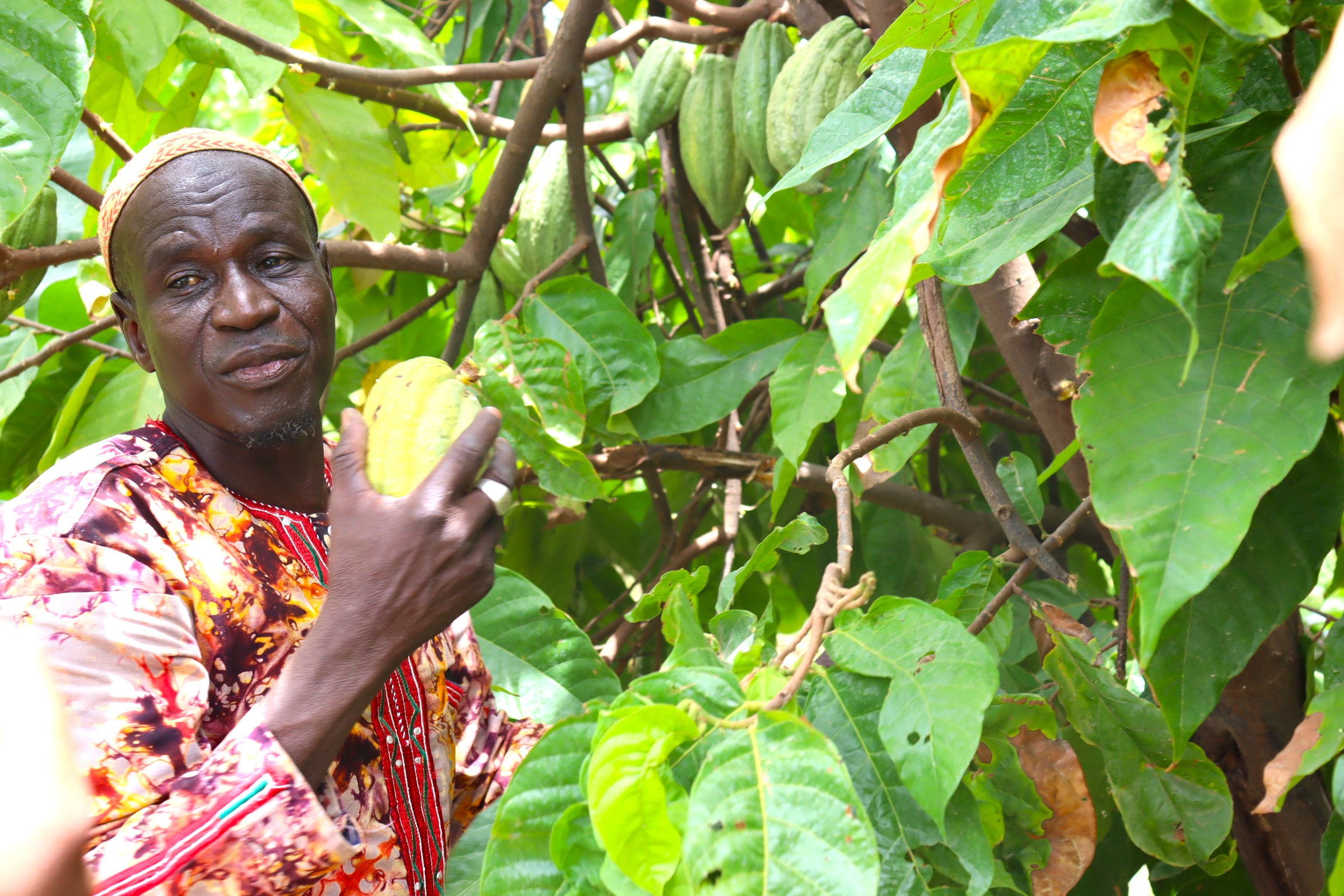 Deux ans après, retour dans la plantation du  «fou » qui veut faire du Burkina un pays producteur de cacao