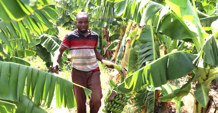 Burkina: à Bagré, Issouf Dabré enterre définitivement son rêve de migrant dans sa bananeraie